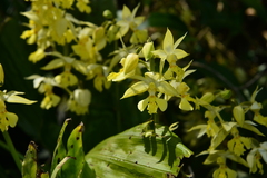 Calanthe hsinchuensis