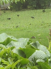 Corvus monedula spermologus