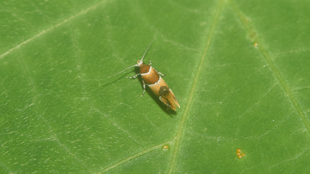 Promalactis autoclina
