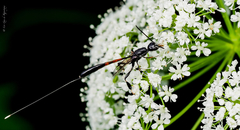 Gasteruption tarsatorius