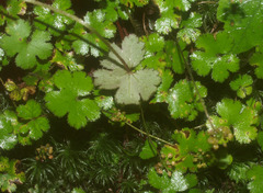 Hydrocotyle elongata
