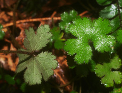 Hydrocotyle elongata