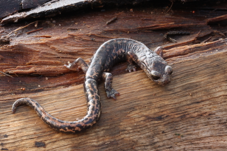 Green-Flecked Salamander