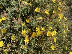 Cistus lasianthus alyssoides