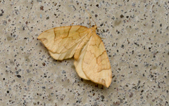 Eulithis propulsata
