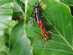 Tenthredopsis litterata