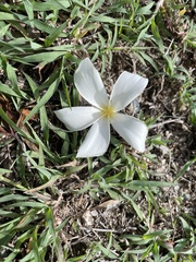 Plumeria alba