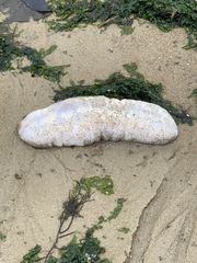 Holothuria scabra