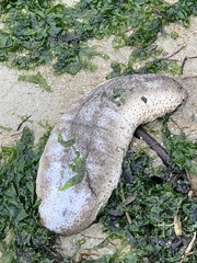 Holothuria scabra