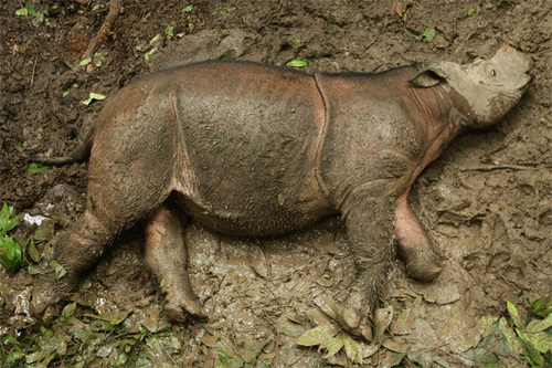 Sumatran Rhinoceros
