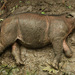 Bornean Rhinoceros - Photo (c) Tonypaph, some rights reserved (CC BY-SA)
