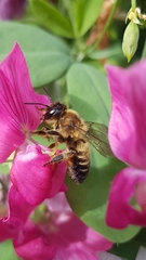 Megachile willughbiella
