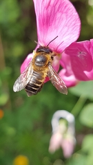 Megachile willughbiella