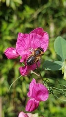 Megachile willughbiella