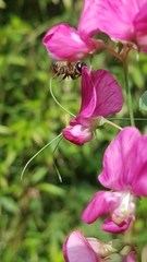 Megachile willughbiella