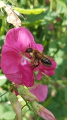 Megachile willughbiella