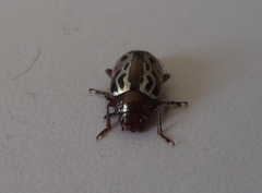 Zygogramma piceicollis