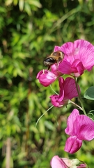 Megachile willughbiella