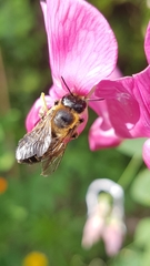 Megachile willughbiella