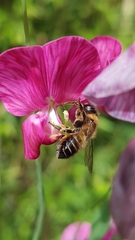 Megachile willughbiella