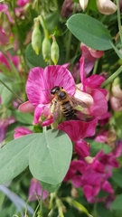 Megachile willughbiella