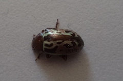 Zygogramma piceicollis