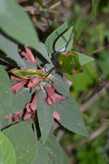 Colquhounia coccinea