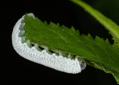 Tenthredo rubricoxis