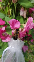 Megachile willughbiella