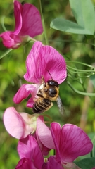Megachile willughbiella