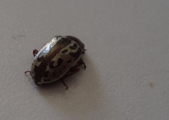 Zygogramma piceicollis