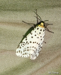 Juxtarctia multiguttata