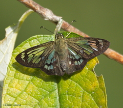 Phanus australis