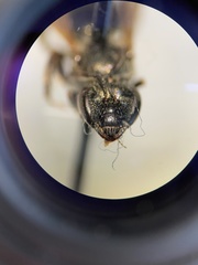 Halictus confusus