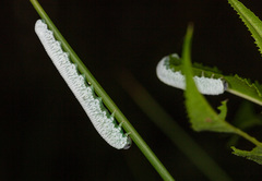 Tenthredo rubricoxis