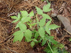 Rubus idaeus idaeus