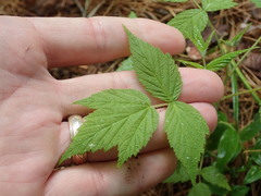 Rubus idaeus idaeus