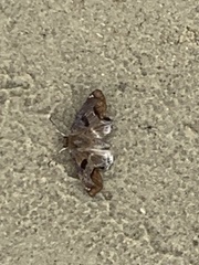 Odontoptilum angulata angulata