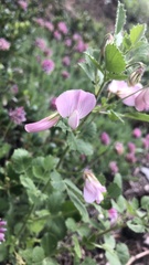 Ononis rotundifolia