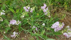 Lathyrus latifolius
