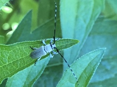 Dectes texanus