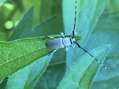 Dectes texanus