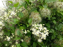 Clematis vitalba
