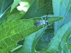 Dectes texanus