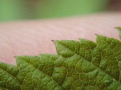 Rubus idaeus idaeus