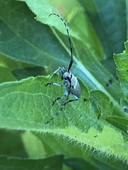 Dectes texanus