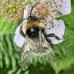 Bombus vestalis