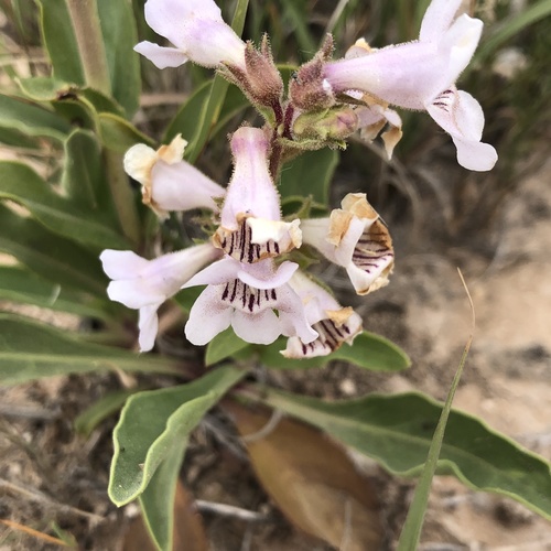 White-flower Beardtongue