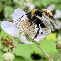 Bombus vestalis