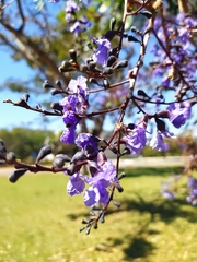 Bowdichia virgilioides